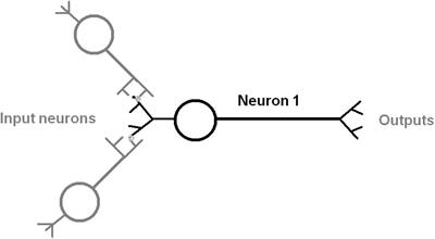 Neuronal Morphology and Synapse Count in the Nematode Worm